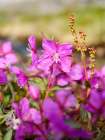 Dwarf fireweed, local name Niviarsiaq, Greenland national flower. Drygalski Peninsula, Greenland Art Print